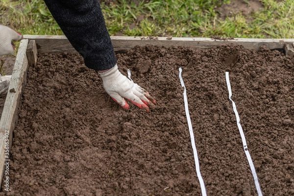 Fototapeta The gardener in gloves buries the planted seeds in a paper tape. Spring work in the garden