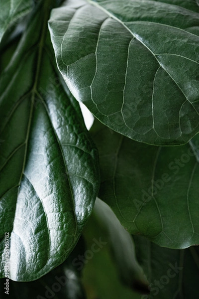 Fototapeta Blätter einer Geigenfeige - Ficus Lyrata