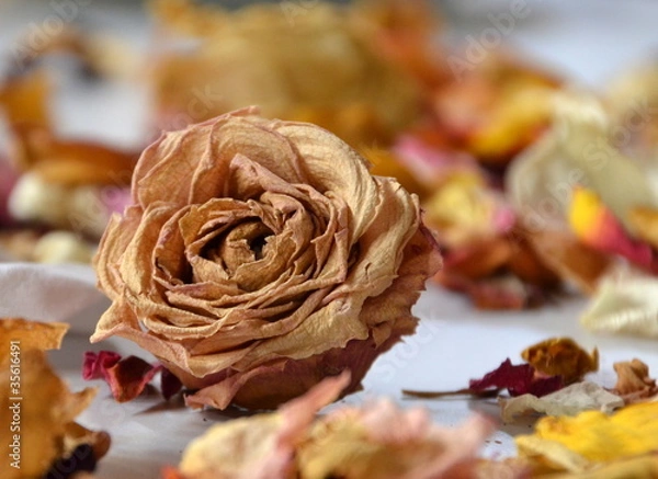 Fototapeta fleurs...romantisme