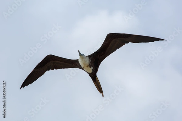 Obraz great frigatebird in flight