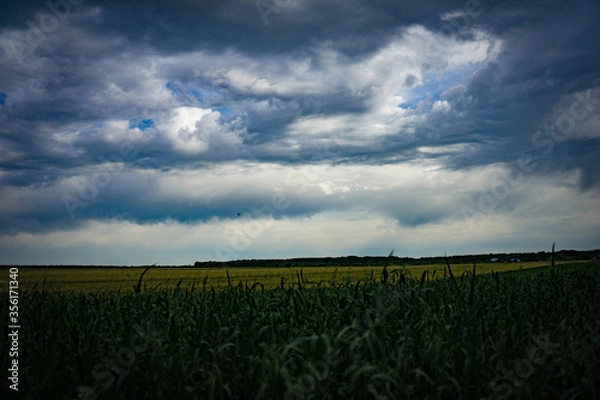 Fototapeta field and sky