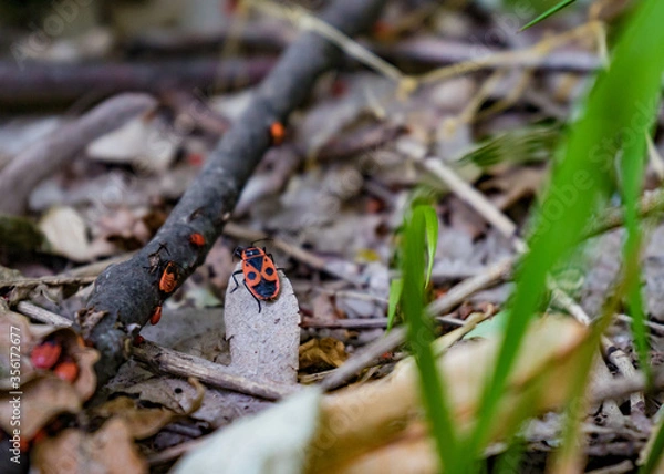 Obraz ladybug on a leaf