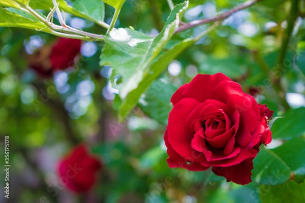 Obraz red rose in garden