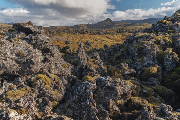 Fototapeta Fields of frozen lava covered with moss. Iceland.
