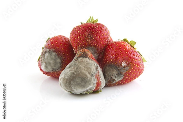 Obraz Mold Strawberry