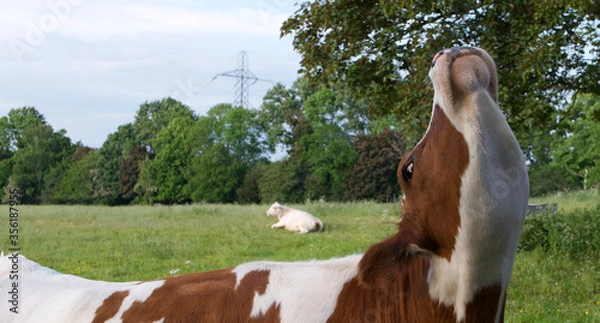 Fototapeta Amusing picture of cow with its head in the air showing underside of chin