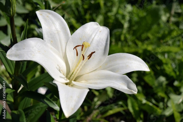 Obraz White lily close-up on a background of grass