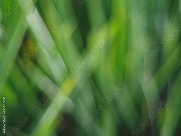 Fototapeta Green grass background.
