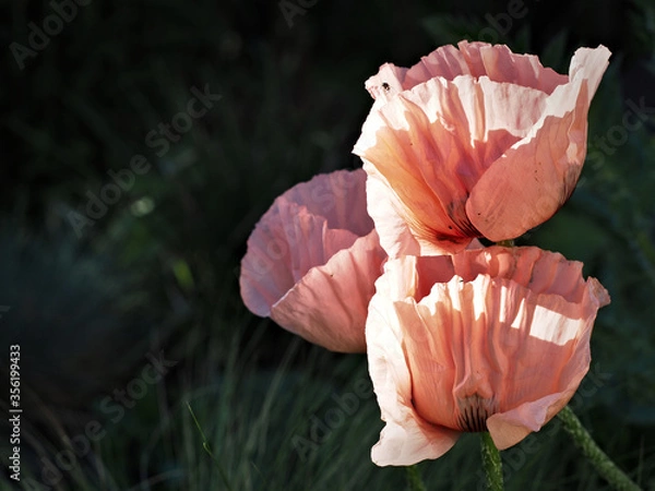 Fototapeta Large pink poppies.
