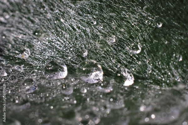 Fototapeta Water drops on a leaf.