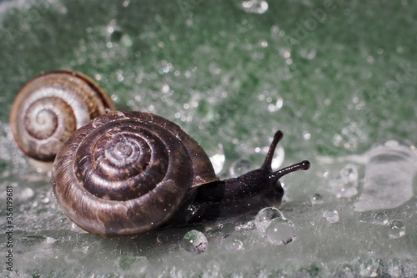 Fototapeta Two snails on leaf with water drop