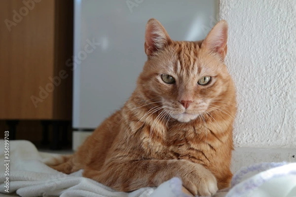 Fototapeta Kot Garfield