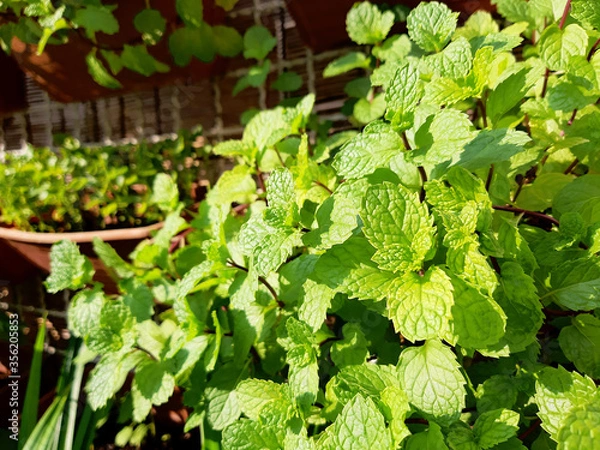 Fototapeta lemon balm mint