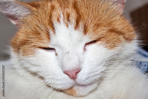 Obraz Sleeping red cat. Face close up