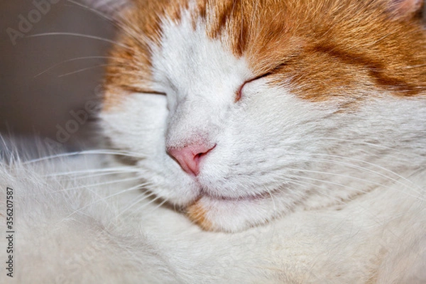 Obraz Sleeping red cat. Face close up