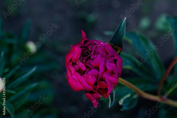 Obraz red peony