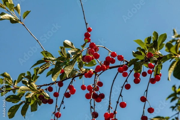 Fototapeta Ripe cherry on branches with green leaves on a background of blue sky 