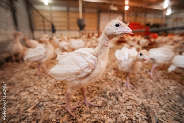 Fototapeta curious skinny little turkeys with beak trimmed at a chicken farm. growing birds for eggs and meat. meat industry