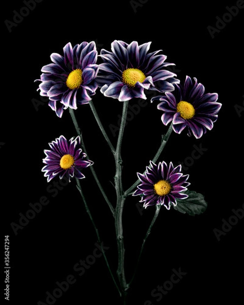 Obraz Asters tree on black background