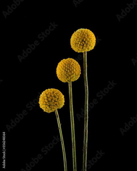 Obraz Three Craspedia flowers on black background