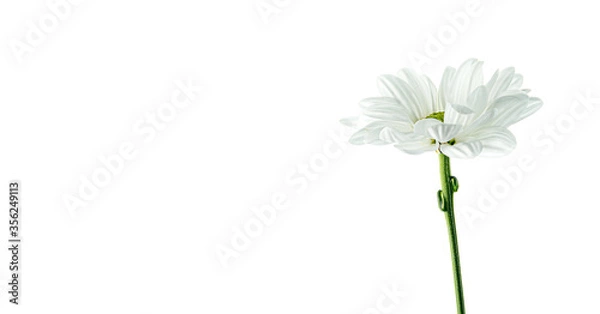 Fototapeta Single camomile posing on white background