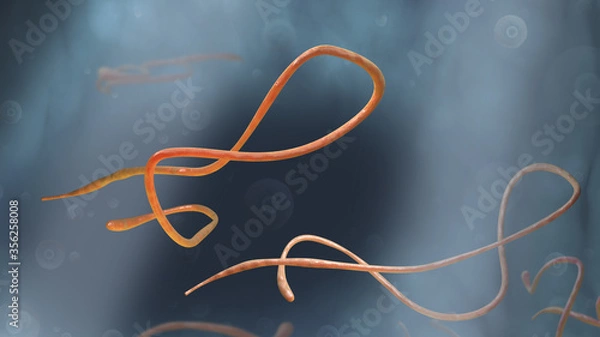 Obraz Ebola Virus Disease