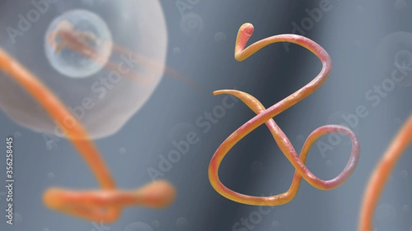 Obraz Ebola Virus Disease