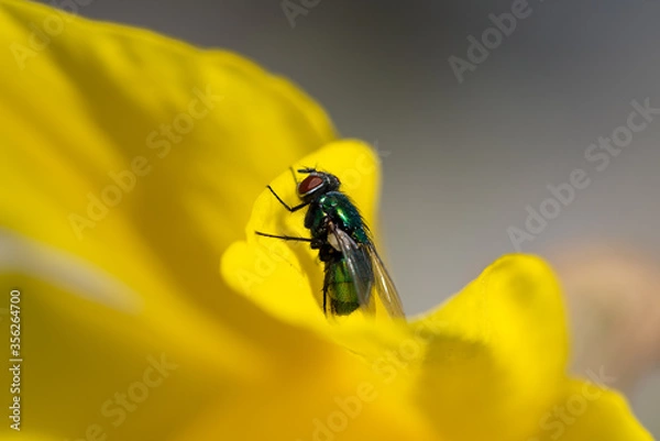 Obraz fliegen auf gelb