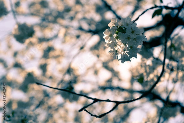 Obraz kirschblüten romance