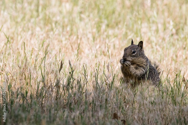 Obraz California ground squirrel