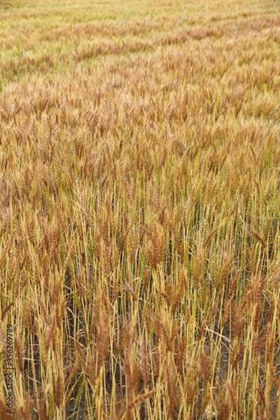 Fototapeta 麦畑