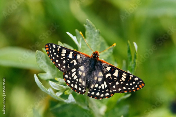 Obraz Beautiful Buttfly