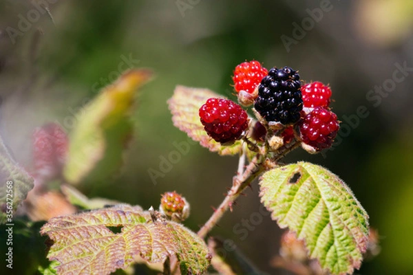 Obraz Delicious Wild Berries