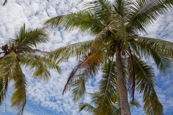 Fototapeta Summer Palm Tree with blue sky background