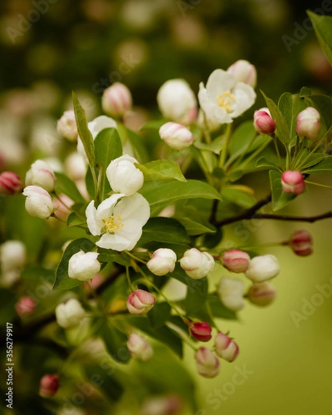 Fototapeta apple tree blossom