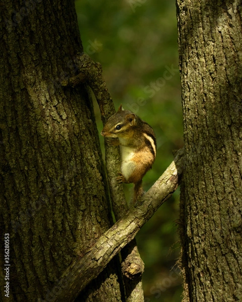 Fototapeta squirrel on a tree