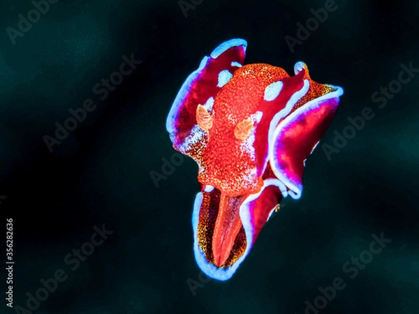 Obraz ミカドウミウシ