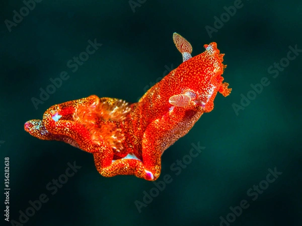 Obraz ミカドウミウシ