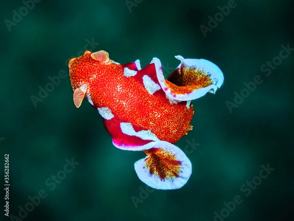 Obraz ミカドウミウシ