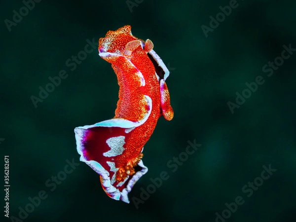 Obraz ミカドウミウシ