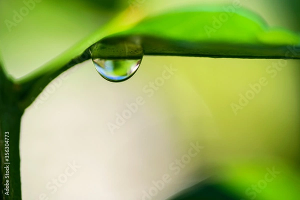Obraz water drop under green leaf
