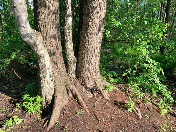 Fototapeta Moscow region, the city of Balashikha. Tree trunks and bare roots in the park zone "Sunny" on the Bank of the Pekhorka river on a summer morning