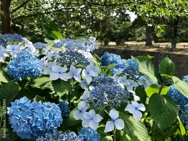 Obraz あじさい　日本　花