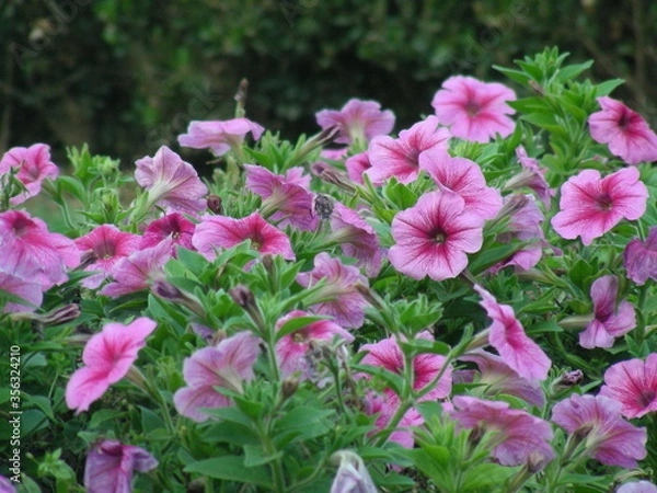 Fototapeta ペチュニア