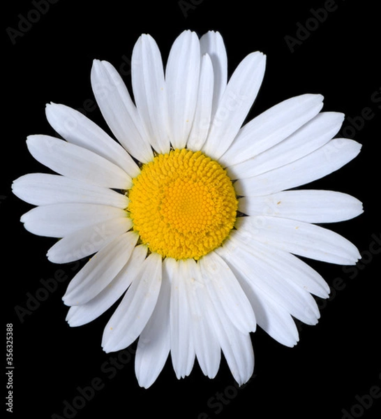 Obraz A single shasta daisy flower on a pure black background.