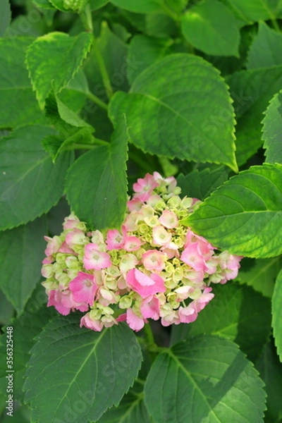 Obraz 色づき始めた紫陽花の花