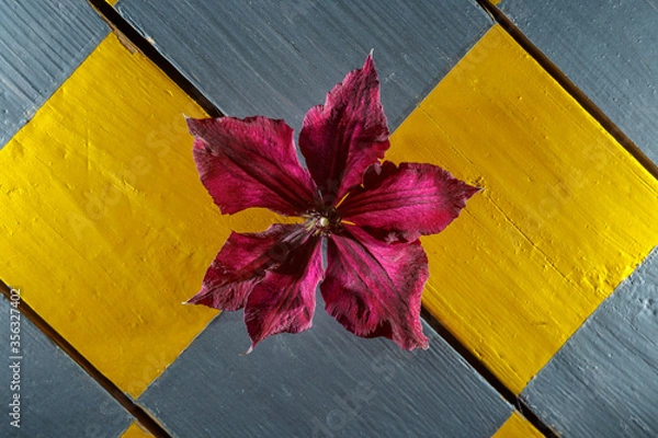 Obraz Beautiful purple Clematis flower close-up on a wooden checkered background. Macro shot.