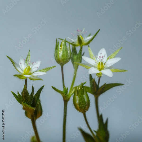 Obraz Beautiful white wildflower close-up on a light background.