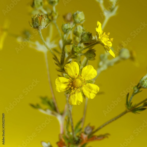 Obraz Beautiful yellow wildflower close-up on a yellow background.