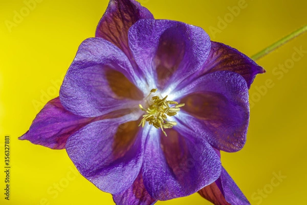 Obraz Beautiful violet flower Aquilegia vulgaris closeup on a yellow background.